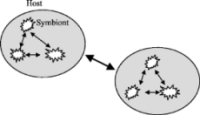 endosymbionts.png